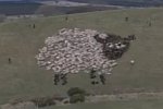 Extreme Sheep LED Art