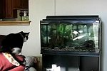 Eine Katze und ein Aquarium