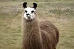 Das hässlichste Lama der Welt