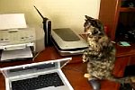 Katze hat Angst vor einem Drucker