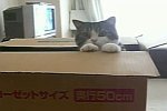 Eine Katze und ihre Kiste