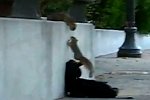 Zwei Eichhörnchen und eine Mauer