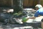 Krokodil frisst eine Wassermelone