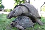 Schildkröten-Sex 2