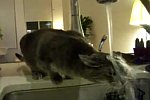 Katze mag Wasser