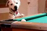 Billard spielender Hund