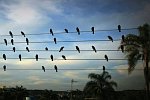 Birds on the Wires