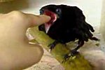 Hungriger Vogel