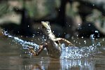 Eidechse läuft übers Wasser