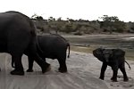 Baby-Elefant am Niesen