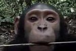 Ein Affe entdeckt eine Kamera