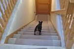 Hund holt einen Ball die Treppe rauf
