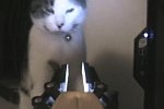 Katze gegen Roboter