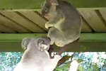 Koala-Kampf