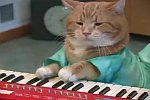 Keyboard Cat Reborn