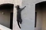 Mission Impossible Cats