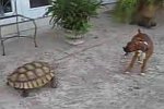 Aggressive Schildkröte