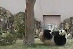Panda revanchiert sich bei einem Ast