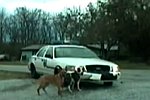 Bulldogge zerlegt Polizeiauto