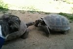 Schildkrötenkampf und ein Hund
