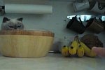 Banana Security