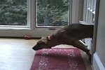 Hunde laufen durch Katzenklappe