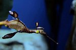Das größte Aquarium der Welt