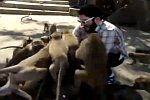 Fütterung der Affen