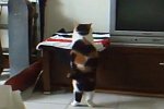 Dicke Katze versucht zu springen