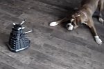 Boxer gegen Roboter