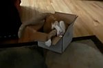 Katze in einer kleinen Kiste