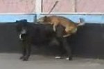 Kleiner Hund besteigt großen Hund