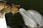 Katze spielt mit Delfinen