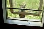 Katze hangelt sich durchs Fenster