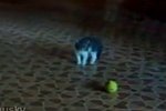 Eine Katze und ein Tennisball