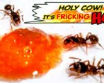 Ameisen entdecken Chilisauce